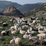 sardinia-bosa-sheep.jpg